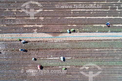  Foto feita com drone de trabalhadores rurais em plantação de cebola irrigada com água captada do Rio São Francisco  - Cabrobó - Pernambuco (PE) - Brasil