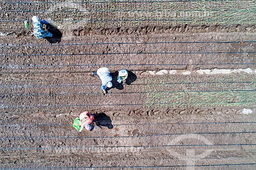  Foto feita com drone de trabalhadores rurais em plantação de cebola irrigada com água captada do Rio São Francisco  - Cabrobó - Pernambuco (PE) - Brasil