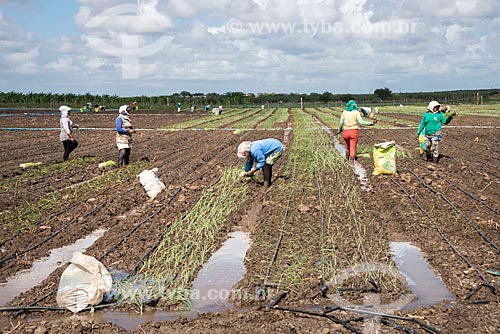  Trabalhadores rurais em plantação de cebola irrigada com água captada do Rio São Francisco  - Cabrobó - Pernambuco (PE) - Brasil