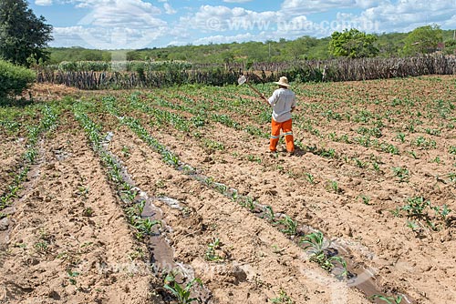  Trabalhador rural em plantação de milho irrigada com água captada do Rio São Francisco  - Custódia - Pernambuco (PE) - Brasil