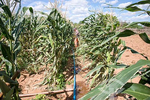  Trabalhadores rurais em plantação de milho irrigada com água captada do Rio São Francisco  - Custódia - Pernambuco (PE) - Brasil