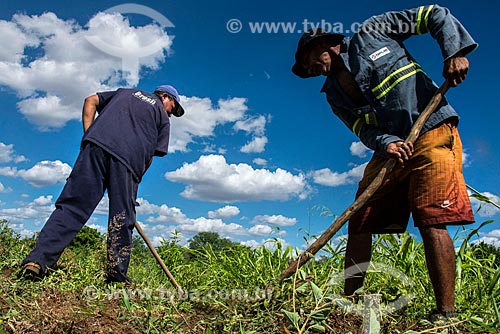  Trabalhadores rurais capinando área para fazer roça irrigada com água captada do Rio São Francisco  - Custódia - Pernambuco (PE) - Brasil