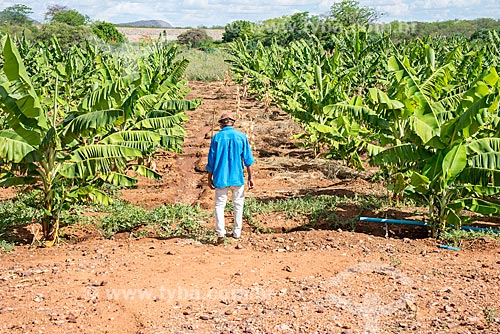  Plantação de bananas irrigada com água captada do Rio São Francisco  - Custódia - Pernambuco (PE) - Brasil
