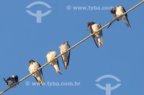  Bando de andorinha-doméstica-grande (Progne chalybea) pousadas em fio elétrico na zona rural da cidade de Guarani  - Guarani - Minas Gerais (MG) - Brasil