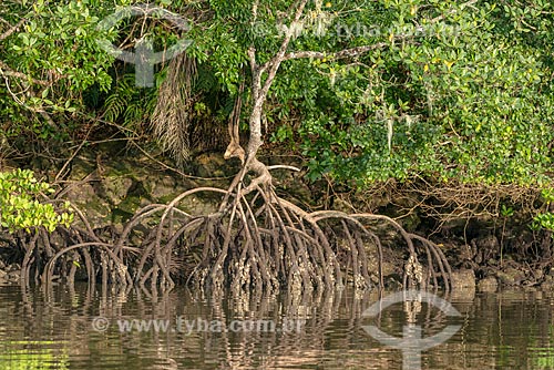  Detalhe de raiz de vegetação típica de mangue próximo à cidade de Guaraqueçaba  - Guaraqueçaba - Paraná (PR) - Brasil