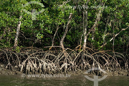  Detalhe de raiz de vegetação típica de mangue próximo à cidade de Guaraqueçaba  - Guaraqueçaba - Paraná (PR) - Brasil