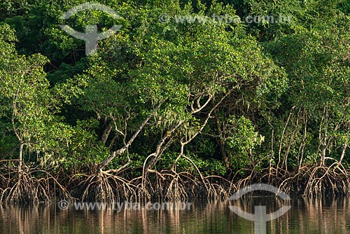  Vegetação típica de mangue próximo à cidade de Guaraqueçaba  - Guaraqueçaba - Paraná (PR) - Brasil