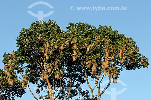  Ninhos de tecelão (Cacicus chrysopterus) no Parque Nacional de Anavilhanas  - Novo Airão - Amazonas (AM) - Brasil