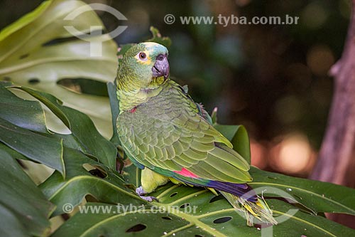  Detalhe de papagaio (Amazona aestiva) no Parque das Aves  - Foz do Iguaçu - Paraná (PR) - Brasil