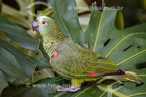  Detalhe de papagaio (Amazona aestiva) no Parque das Aves  - Foz do Iguaçu - Paraná (PR) - Brasil