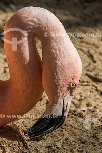  Detalhe de flamingo-chileno (Phoenicopterus chilensis) no Parque das Aves  - Foz do Iguaçu - Paraná (PR) - Brasil