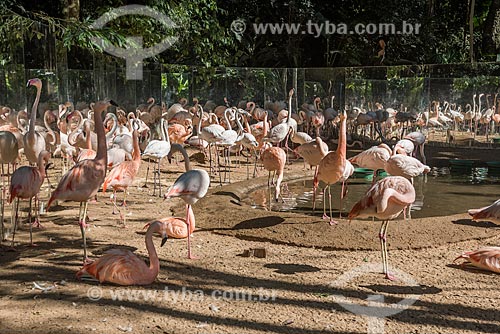  Bando de flamingo-chileno (Phoenicopterus chilensis) no Parque das Aves  - Foz do Iguaçu - Paraná (PR) - Brasil