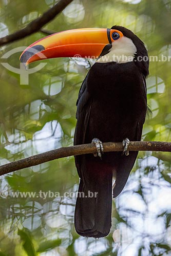  Detalhe de tucano-toco (Ramphastos toco) no Parque das Aves  - Foz do Iguaçu - Paraná (PR) - Brasil