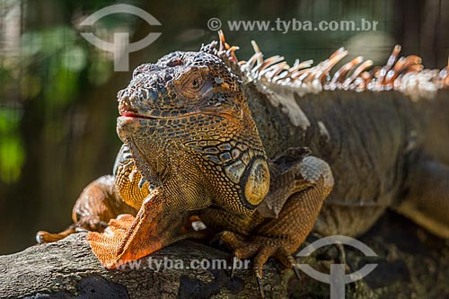 Detalhe de iguana verde (Iguana iguana) no Parque das Aves  - Foz do Iguaçu - Paraná (PR) - Brasil