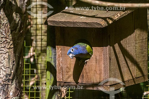  Detalhe de maitaca-de-cabeça-azul (Pionus menstruus) no Parque das Aves  - Foz do Iguaçu - Paraná (PR) - Brasil