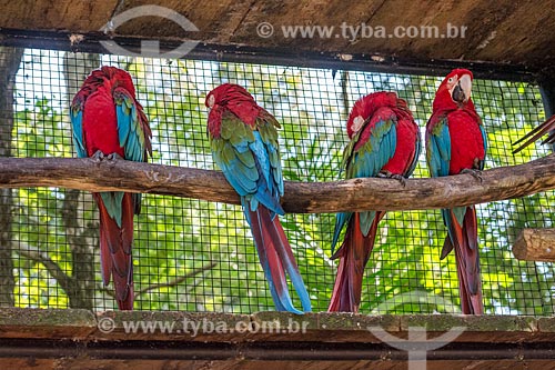  Detalhe de araras-vermelha (Ara chloropterus) - também conhecida como araracanga ou arara-macau - no Parque das Aves  - Foz do Iguaçu - Paraná (PR) - Brasil