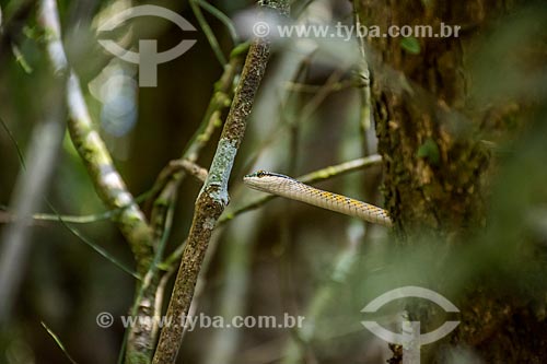  Detalhe de azulão-bóia (Leptophis ahaetulla) no Parque Nacional do Iguaçu  - Foz do Iguaçu - Paraná (PR) - Brasil