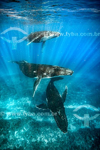 Baleias Jubarte  - Distrito de Vavau - Reino de Tonga