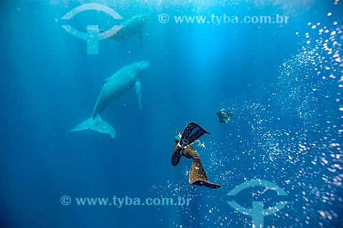  Mergulhador e Baleia Jubarte  - Distrito de Vavau - Reino de Tonga