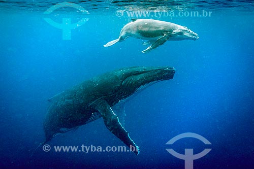  Baleias Jubarte  - Distrito de Vavau - Reino de Tonga