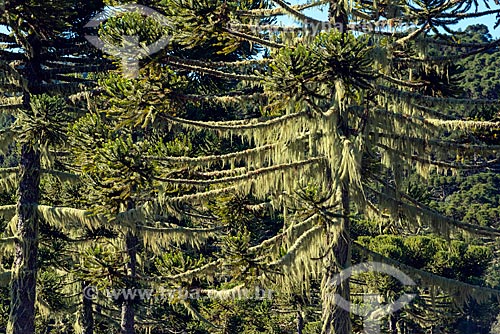  Detalhe de araucária (Araucaria angustifolia) com barba de pau (Tillandsia usneoides) - também conhecida como Barba de Velho  - Urupema - Santa Catarina (SC) - Brasil
