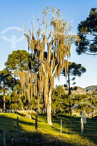  Árvore coberta por barba de pau (Tillandsia usneoides) - também conhecida como Barba de Velho  - Urubici - Santa Catarina (SC) - Brasil