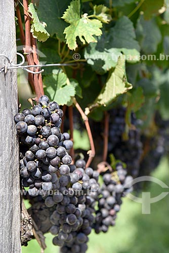  Detalhe de parreiral de uva Merlot em formato de plantio chamado espaldeira  - Bento Gonçalves - Rio Grande do Sul (RS) - Brasil