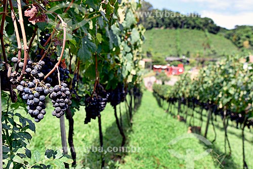  Parreiral de uva Merlot em formato de plantio chamado espaldeira  - Bento Gonçalves - Rio Grande do Sul (RS) - Brasil