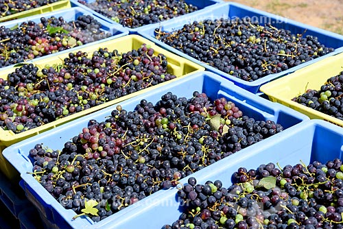  Engradados de uva Seibel para fabricação de vinho  - Bento Gonçalves - Rio Grande do Sul (RS) - Brasil