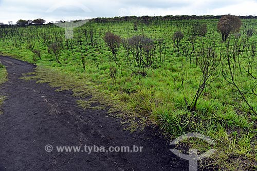  Vista de vegetação típica dos Campos de Cima da Serra no Parque Nacional dos Aparados da Serra durante a trilha do cotovelo  - Cambará do Sul - Rio Grande do Sul (RS) - Brasil