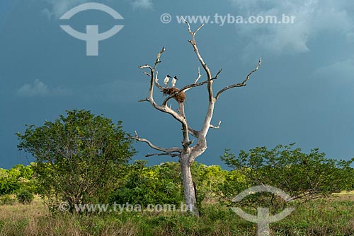  Detalhe de ninho de Tuiuiú (Jabiru mycteria) no Pantanal Matogrossense  - Poconé - Mato Grosso (MT) - Brasil