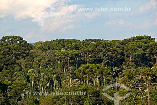  Floresta de araucária (Araucaria angustifolia) na Serra Gaucha  - Canela - Rio Grande do Sul (RS) - Brasil