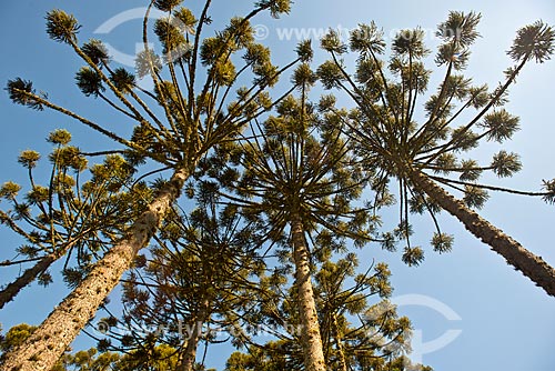  Floresta de araucária (Araucaria angustifolia) na Serra Gaucha  - Canela - Rio Grande do Sul (RS) - Brasil
