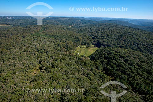  Foto aérea da floresta de araucária (Araucaria angustifolia) na Serra Gaucha  - Canela - Rio Grande do Sul (RS) - Brasil