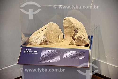  Coral casca-de-jaca (Montastraea cavernosa) em exibição no Museu Nacional - antigo Paço de São Cristóvão  - Rio de Janeiro - Rio de Janeiro (RJ) - Brasil
