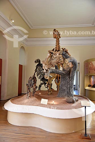  Fósseis de tigre-dentes-de-sabre Smilodon e preguiças-gigantes em exibição no Museu Nacional - antigo Paço de São Cristóvão  - Rio de Janeiro - Rio de Janeiro (RJ) - Brasil