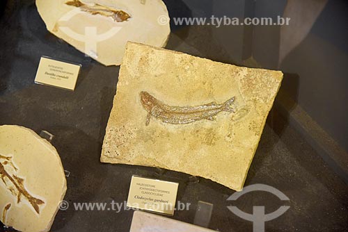  Detalhe de fóssil em exibição no Museu Nacional - antigo Paço de São Cristóvão  - Rio de Janeiro - Rio de Janeiro (RJ) - Brasil