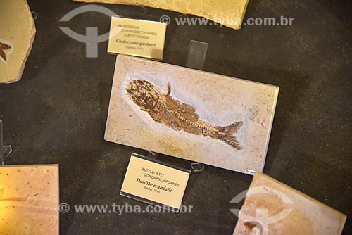  Detalhe de fóssil em exibição no Museu Nacional - antigo Paço de São Cristóvão  - Rio de Janeiro - Rio de Janeiro (RJ) - Brasil