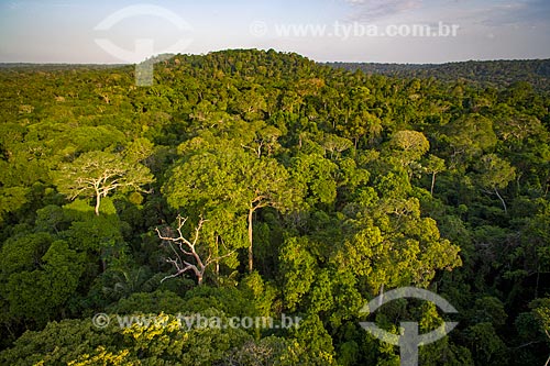  Foto aérea da Floresta Nacional do Tapajós  - Santarém - Pará (PA) - Brasil