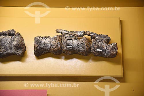  Detalhe de fóssil de Gondwanatitan faustoi em exibição no Museu Nacional - antigo Paço de São Cristóvão  - Rio de Janeiro - Rio de Janeiro (RJ) - Brasil