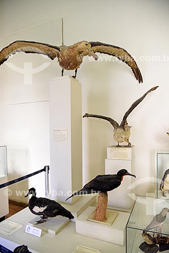  Aves empalhadas em exibição no Museu Nacional - antigo Paço de São Cristóvão  - Rio de Janeiro - Rio de Janeiro (RJ) - Brasil