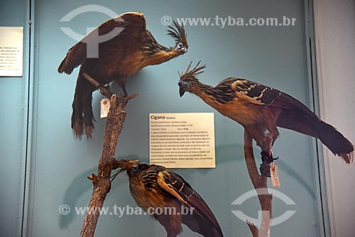  Detalhe de jacu-ciganos (Opisthocomus hoazin) empalhadas em exibição no Museu Nacional - antigo Paço de São Cristóvão  - Rio de Janeiro - Rio de Janeiro (RJ) - Brasil