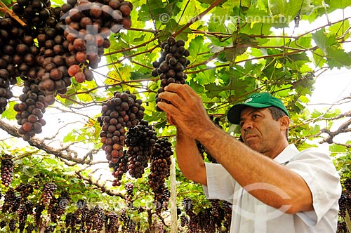  Detalhe de trabalhador rural colhendo uva Brasil em formato de plantio chamado latada, também conhecido como pérgola  - São Francisco - São Paulo (SP) - Brasil