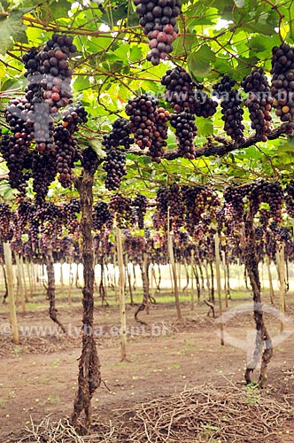  Parreiral de uva Brasil em formato de plantio chamado latada, também conhecido como pérgola  - São Francisco - São Paulo (SP) - Brasil