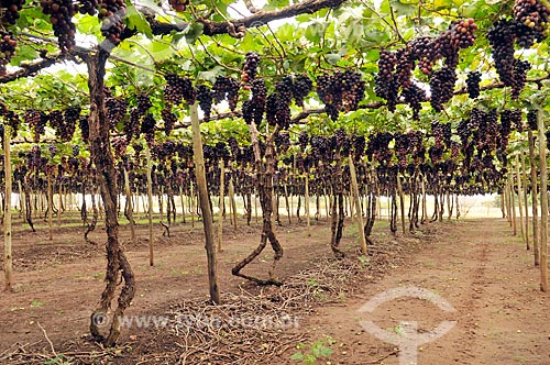  Parreiral de uva Brasil em formato de plantio chamado latada, também conhecido como pérgola  - São Francisco - São Paulo (SP) - Brasil