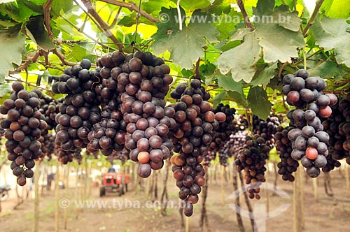  Detalhe de parreiral de uva Brasil em formato de plantio chamado latada, também conhecido como pérgola  - São Francisco - São Paulo (SP) - Brasil