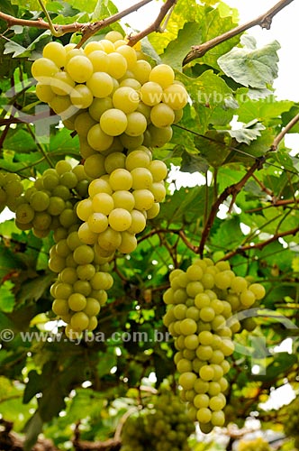  Detalhe de parreiral de uva Itália em formato de plantio chamado latada, também conhecido como pérgola  - São Francisco - São Paulo (SP) - Brasil