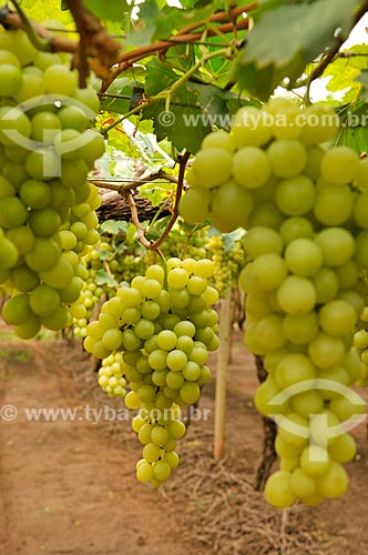  Detalhe de parreiral de uva Itália em formato de plantio chamado latada, também conhecido como pérgola  - São Francisco - São Paulo (SP) - Brasil