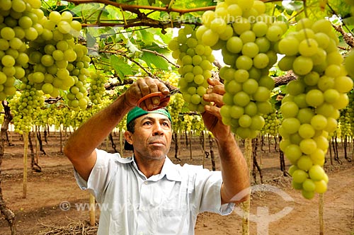  Detalhe de trabalhador rural colhendo uva Itália em formato de plantio chamado latada, também conhecido como pérgola  - São Francisco - São Paulo (SP) - Brasil