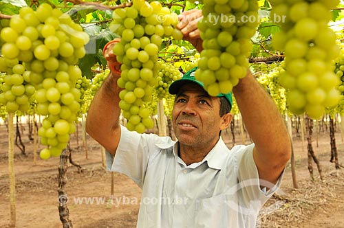  Detalhe de trabalhador rural colhendo uva Itália em formato de plantio chamado latada, também conhecido como pérgola  - São Francisco - São Paulo (SP) - Brasil